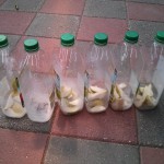 Sterilised bottles with fruit
